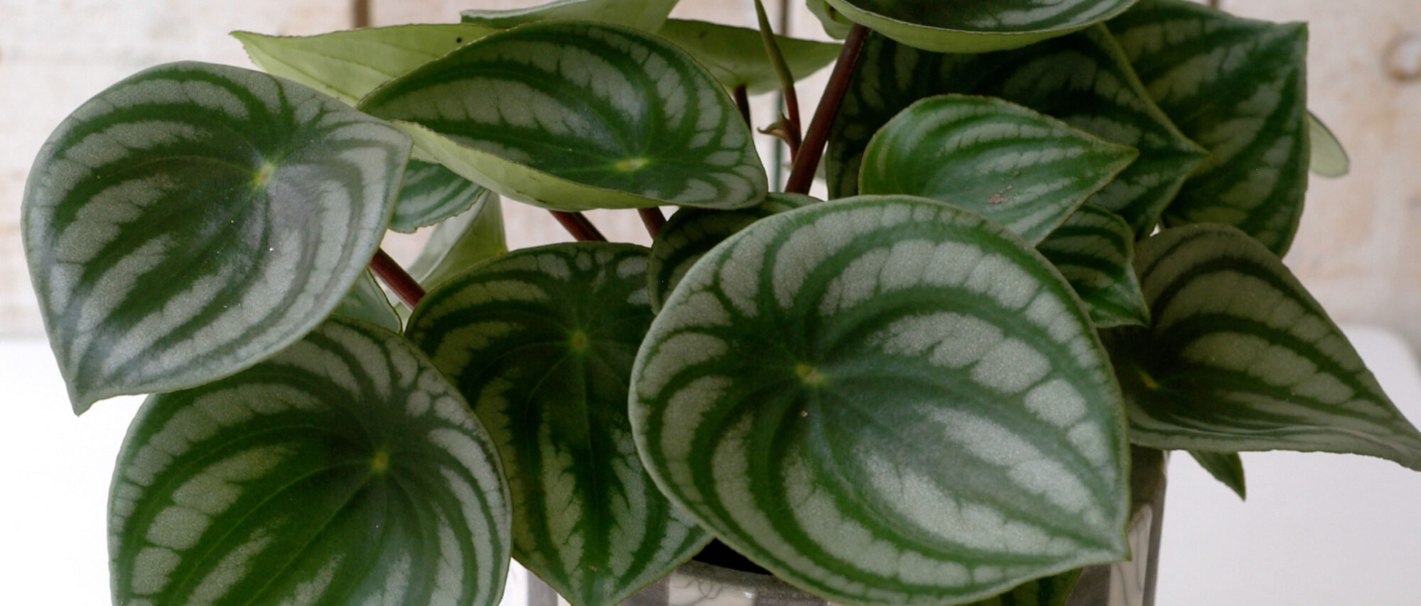 観葉植物アイキャッチ画像