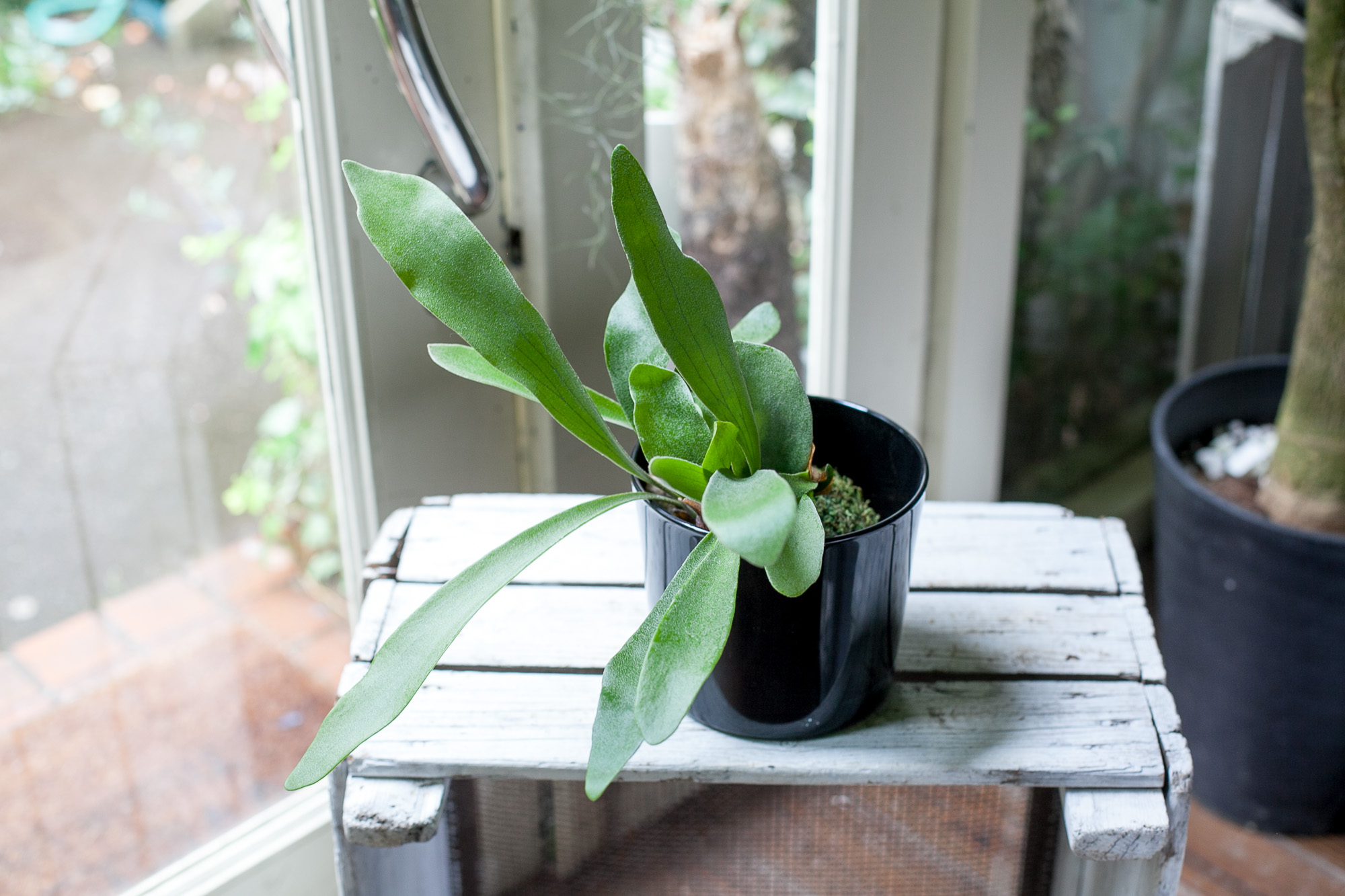 安心交換付き ビカクシダ② 植物☆プラティケリウム リドレイ☆麋角