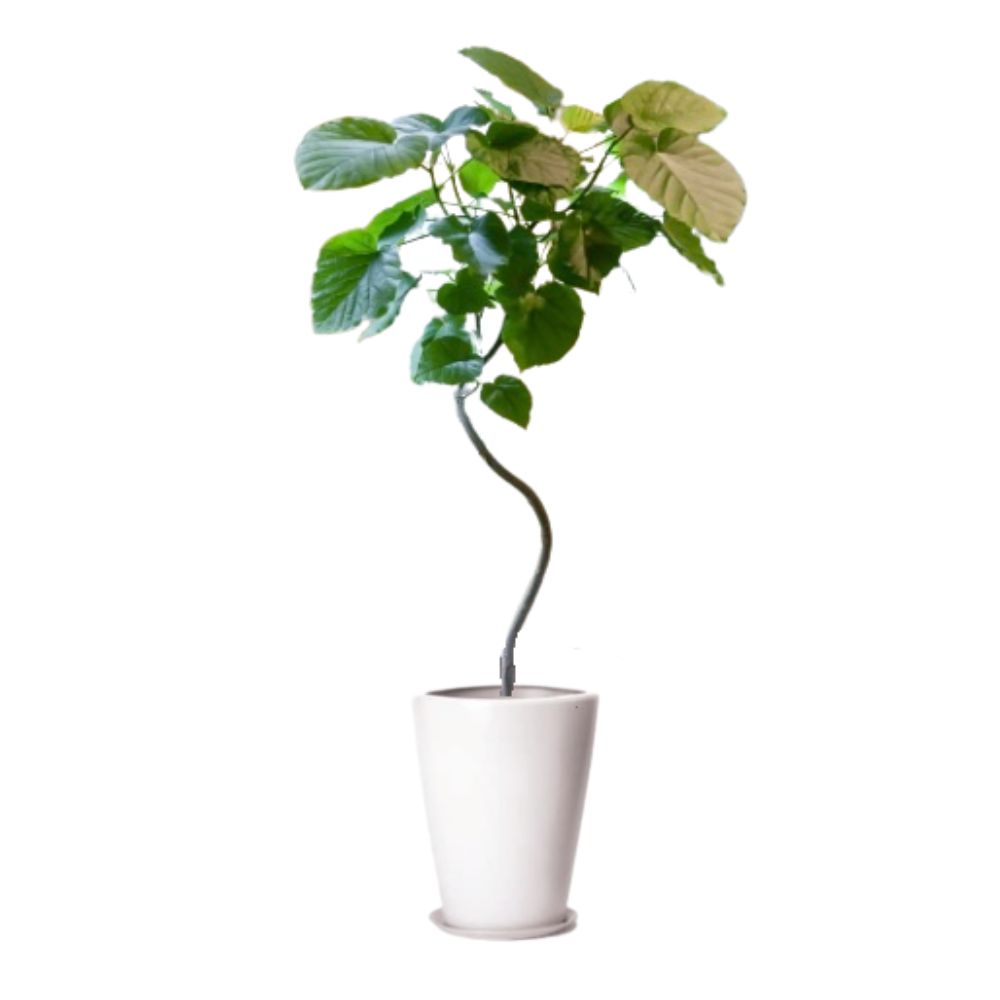 フィッカス・ウンベラータ8号陶器鉢植え込み : @FLOWER