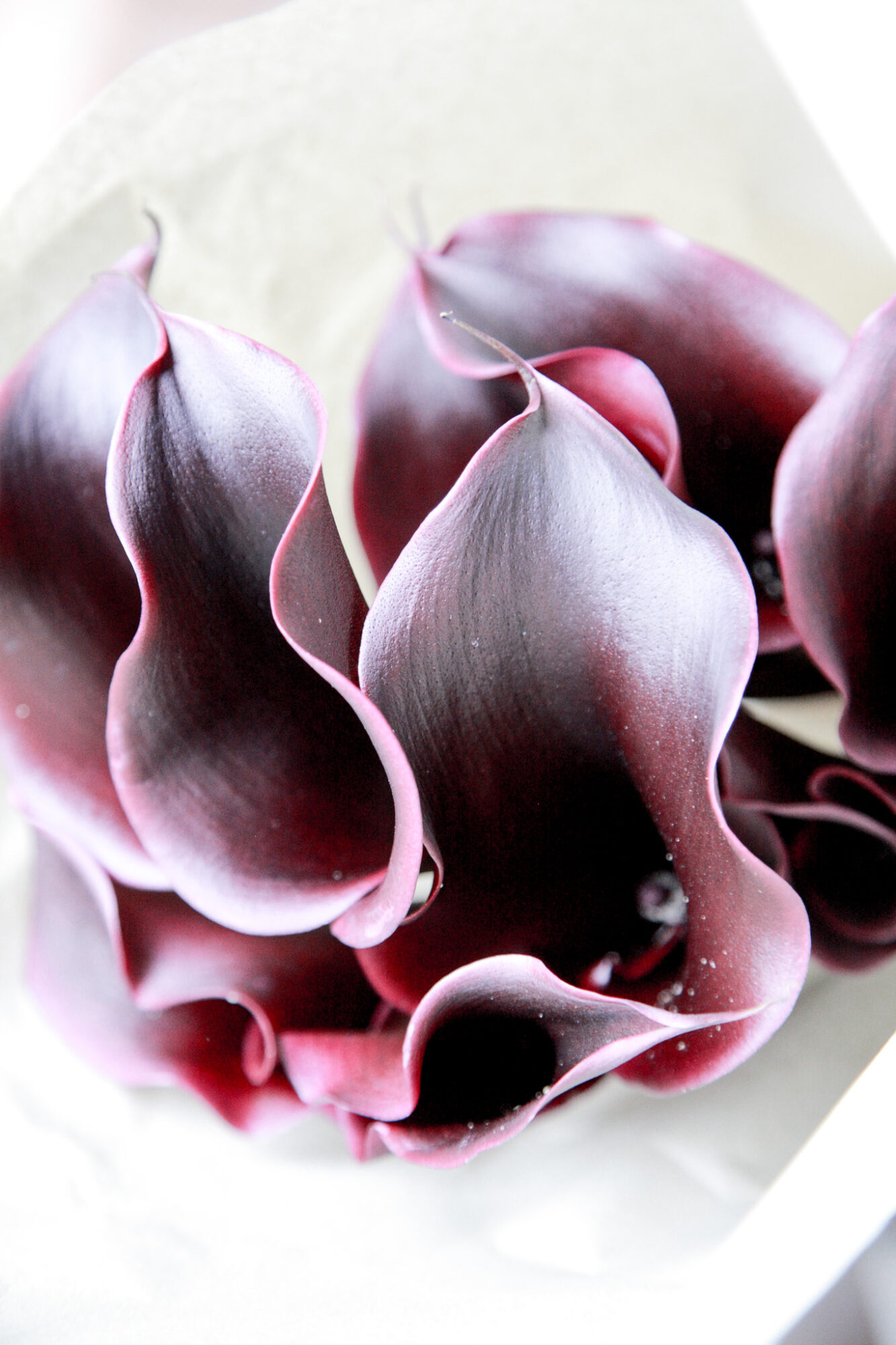 カラー ホットチョコレート おしゃれな花ギフトの通販 Flower